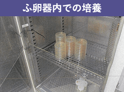 ふ卵器内での培養
